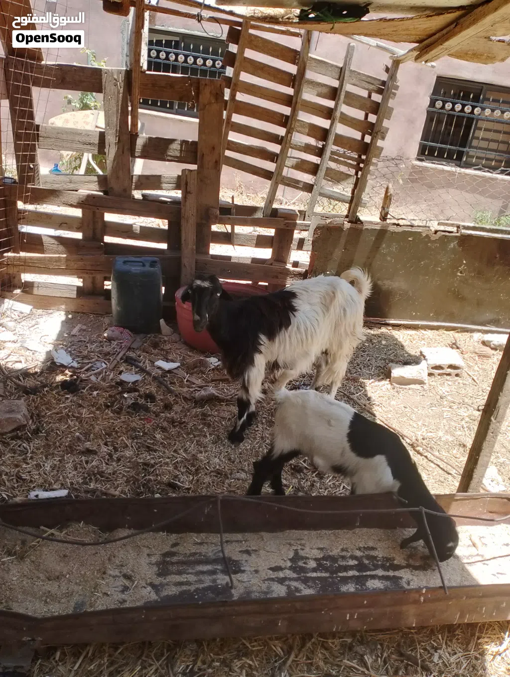 سخلع وراها جدي اول والده