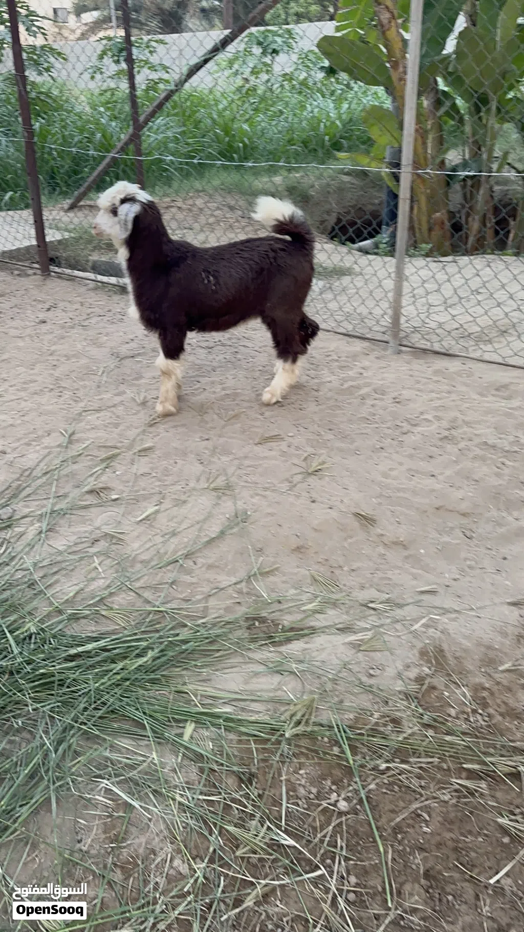 صخل من حلال الرحوب