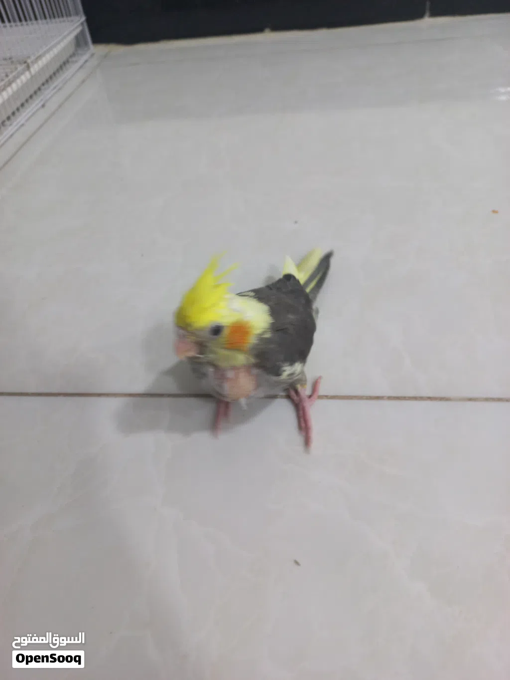 سلام عليكم عندي طير كوكتيل سعره 30وبي مجال صحته كلش زينه