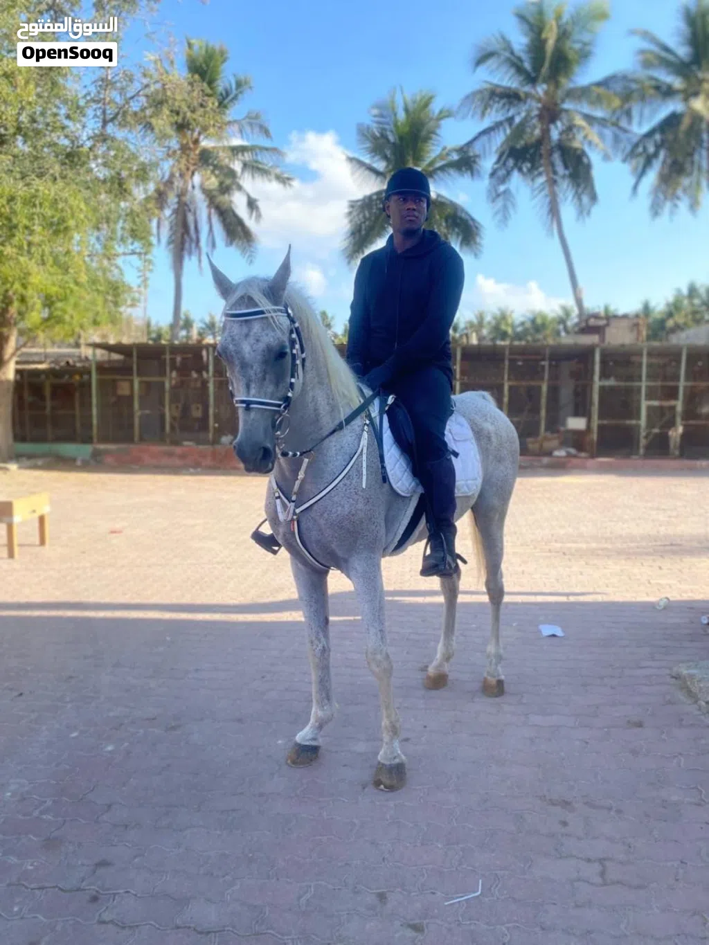 خيل للبيع في صلاله