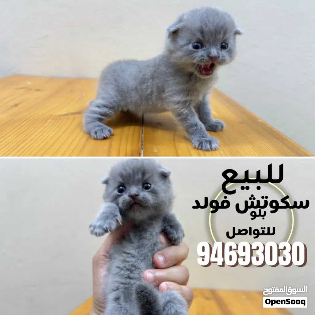 للبيع قطط سكوتش فولد ( بلو & تايجر )