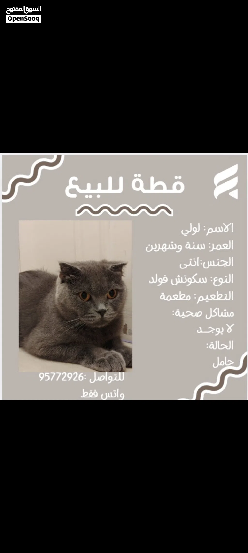 قطة أنثى سنة وشهرين