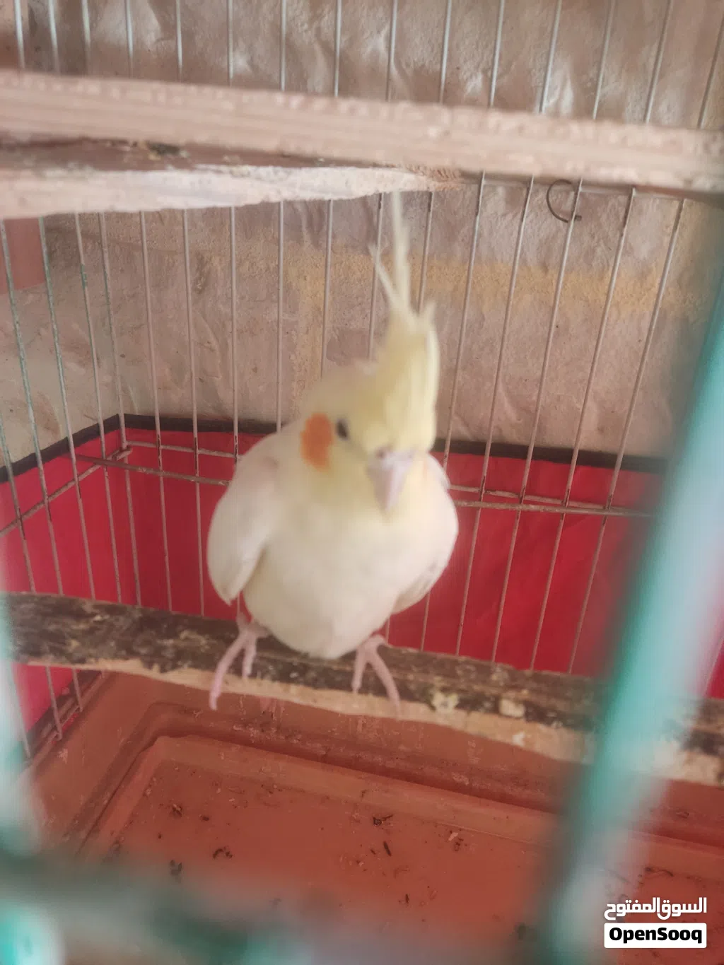 طيره كوكتيل 15 دينار