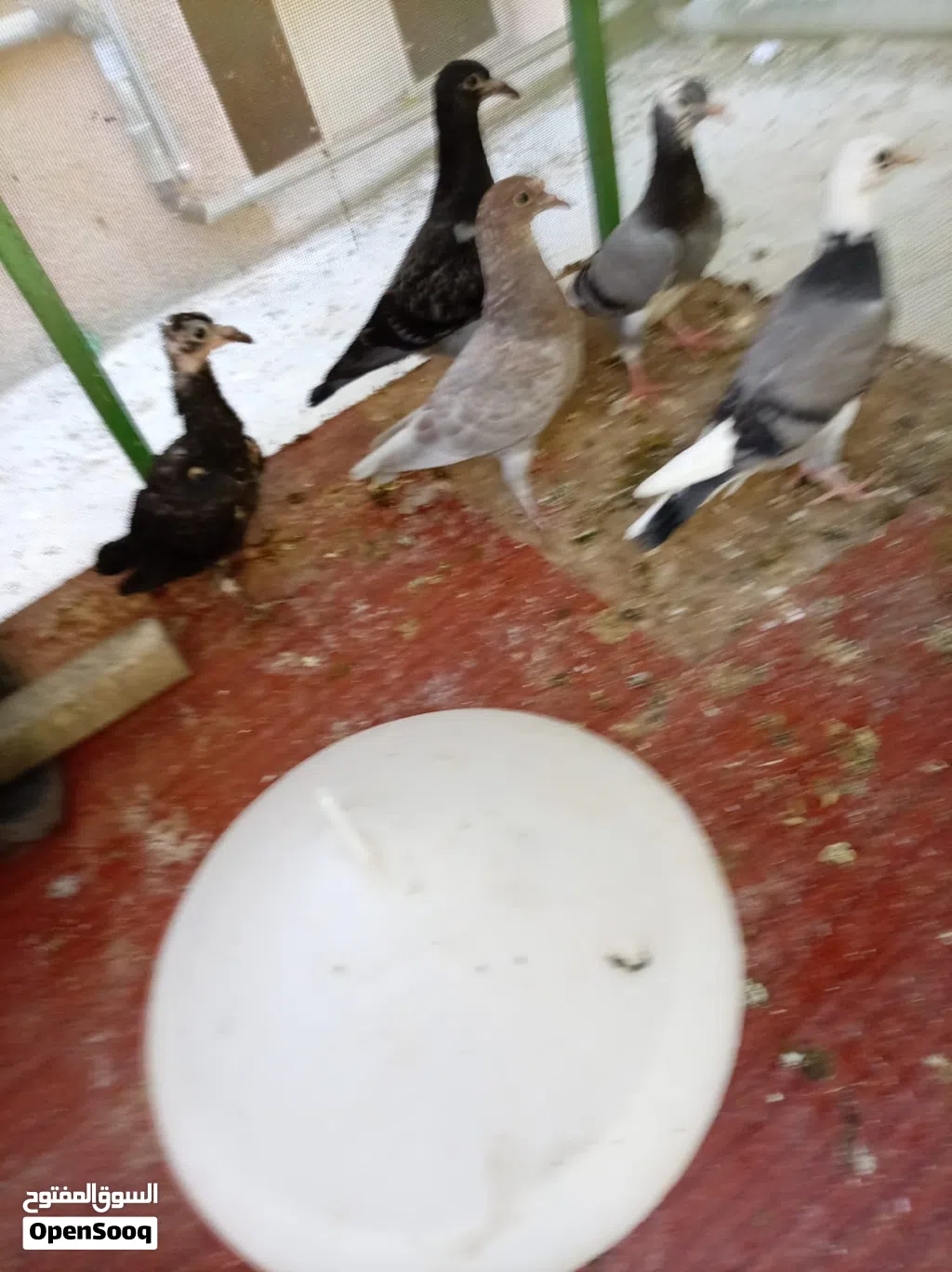 زغاليل للبيع