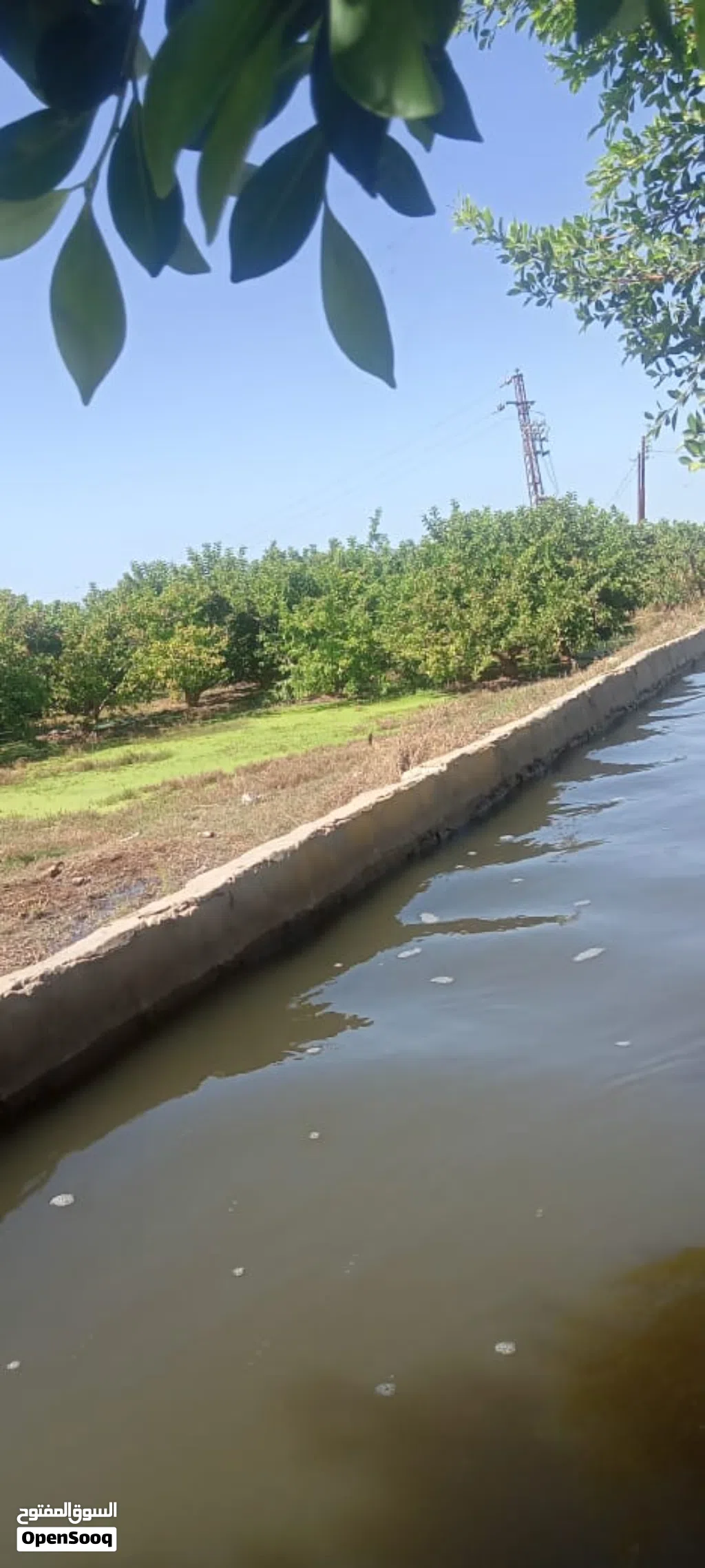 30فدان ارض زراعيه علي اسفلت بيسون طنطا ري بحاري