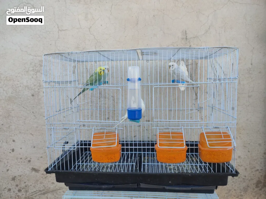 4 طروف بقلينو 2 نتايات و2 ذكور