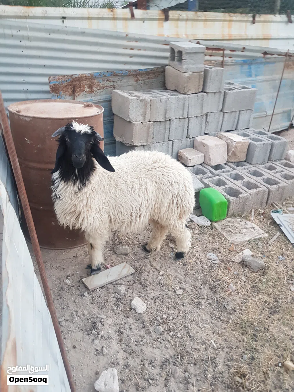 نعجه للبيع