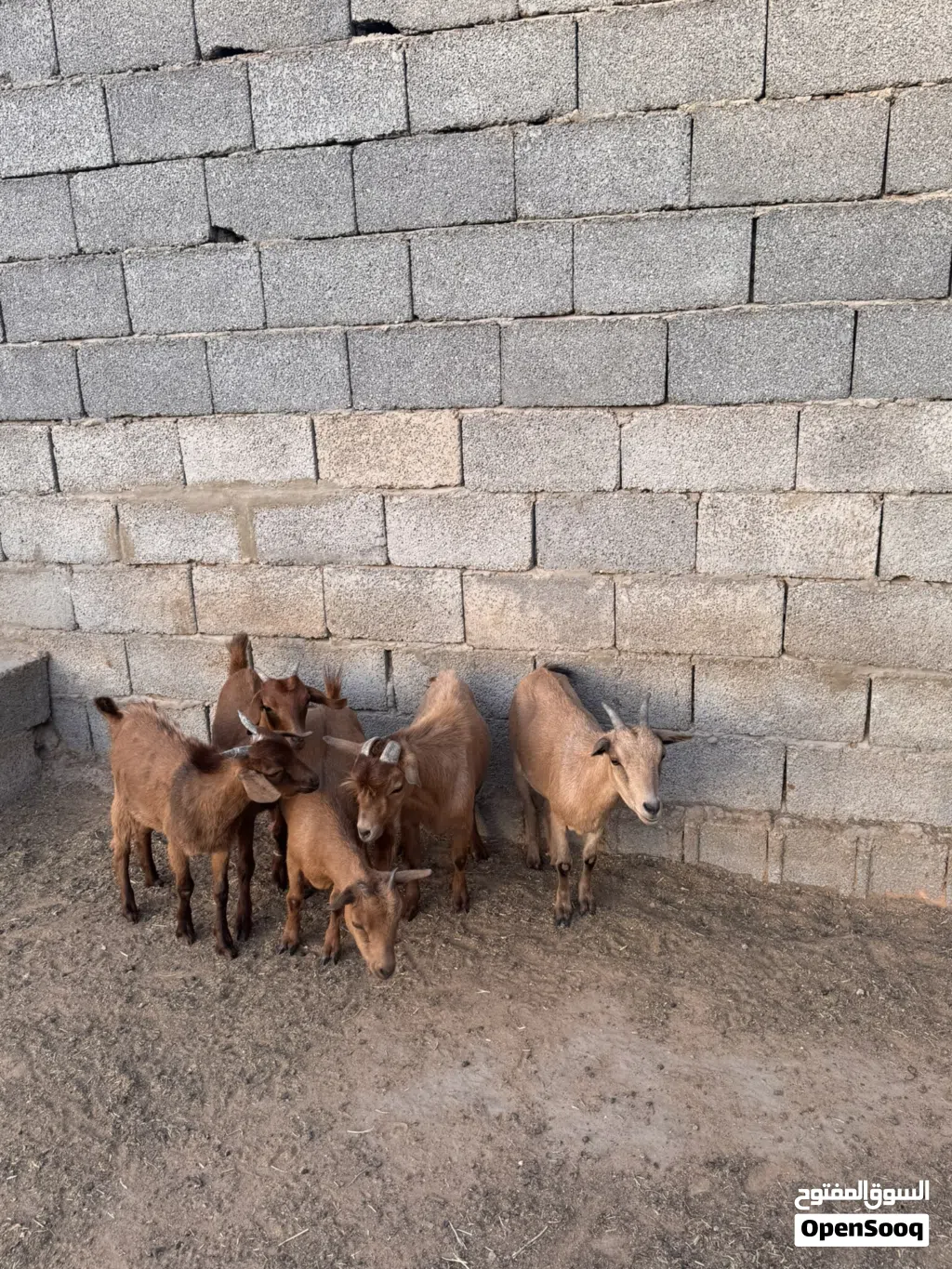 معيز كرديه