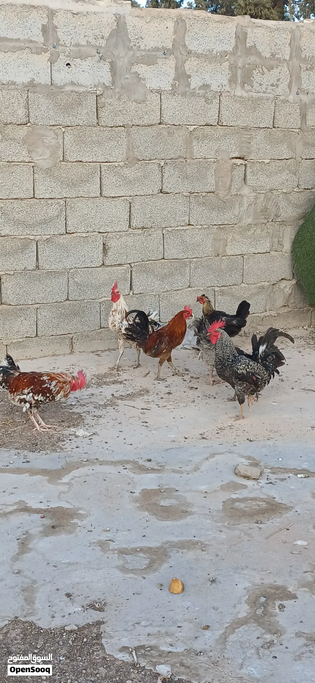 متاح 5 فروج 2دجاج ايدحو
