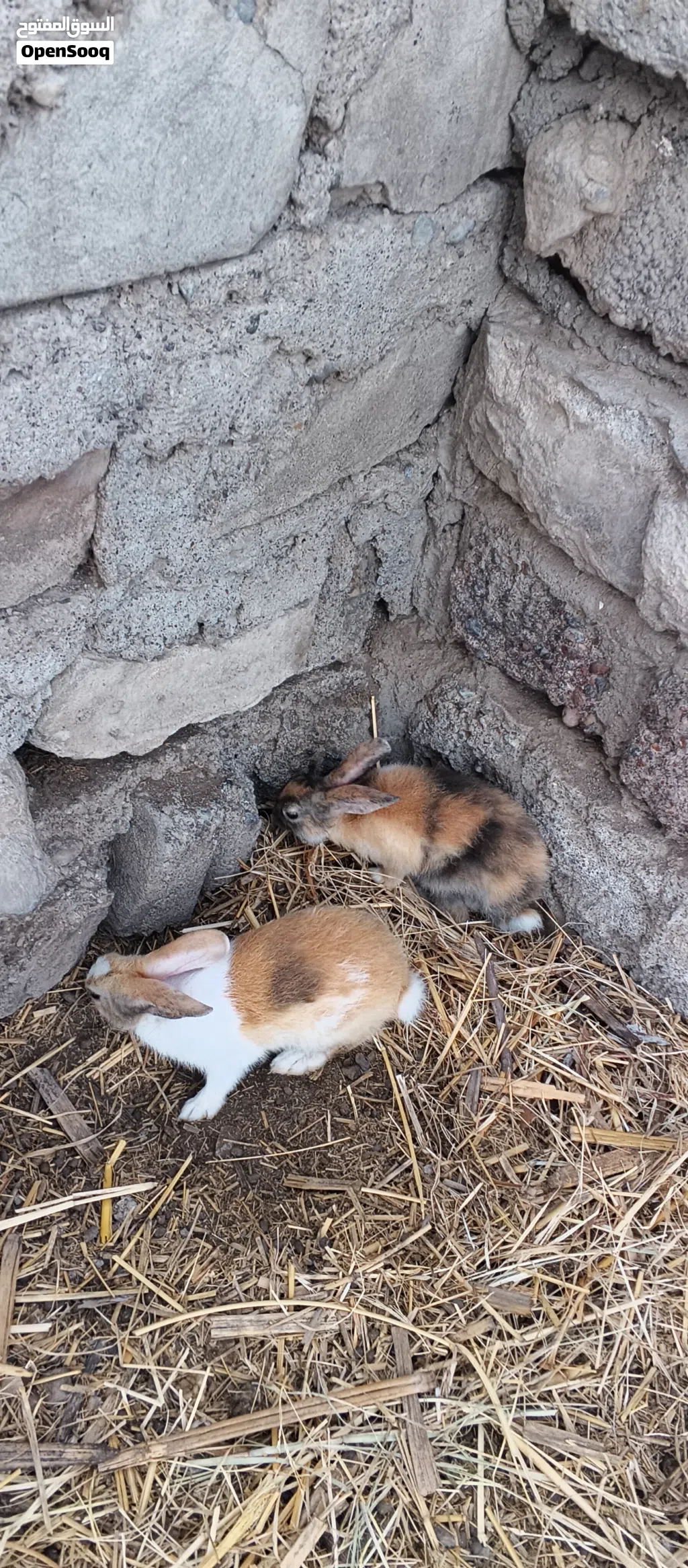 ارانب هولنديه