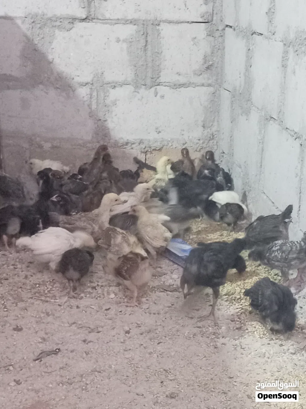 بسم الله ماشاء فراخ دجاج بلدي العمر 40 يوم بيع على الكوم