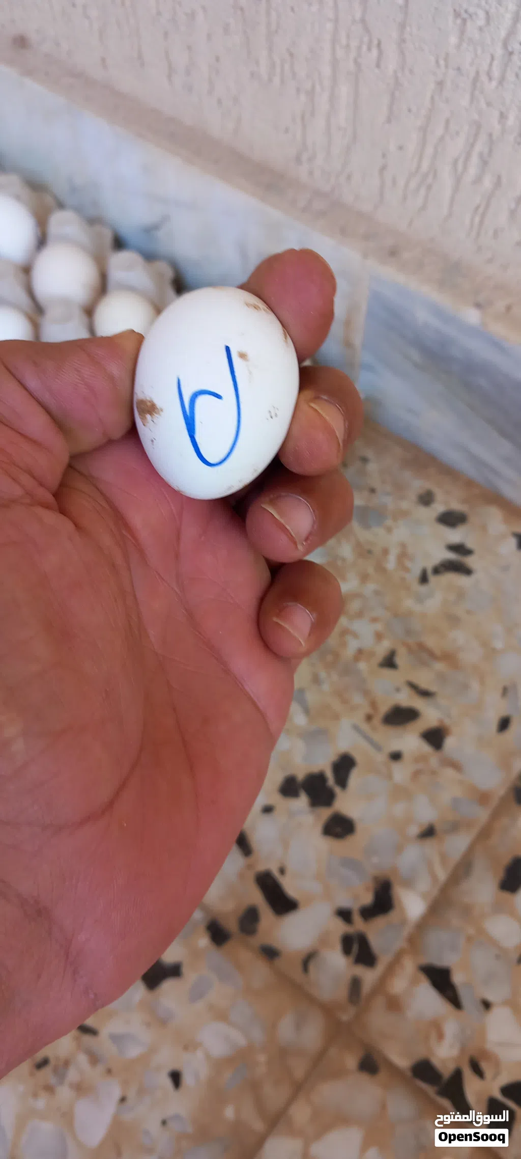 26بيضه زينه مخلط مخصب بعون الله