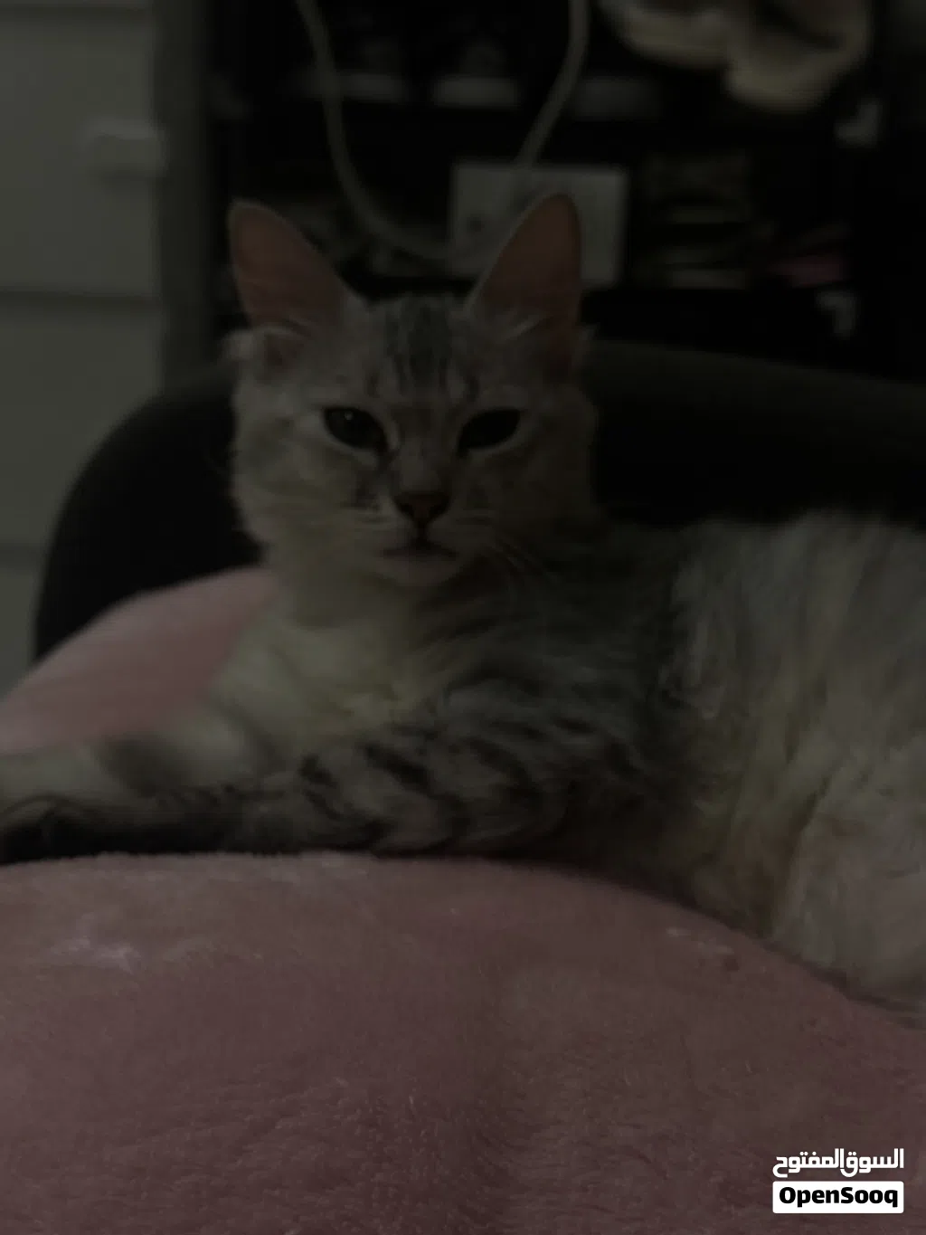 playful kitten for adoption! looking for forever home قطه لعوبه للتبني