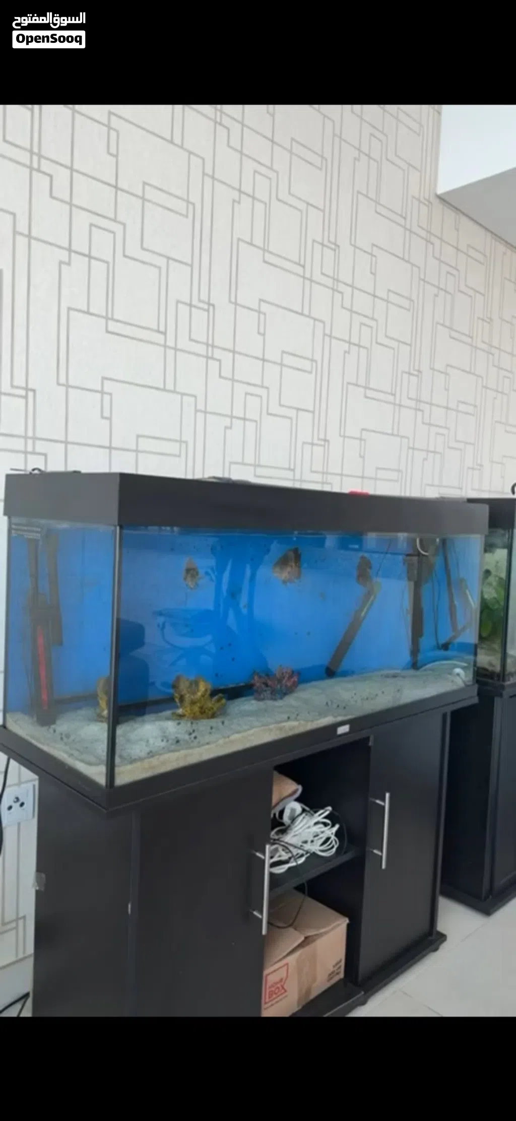 Fish aquarium