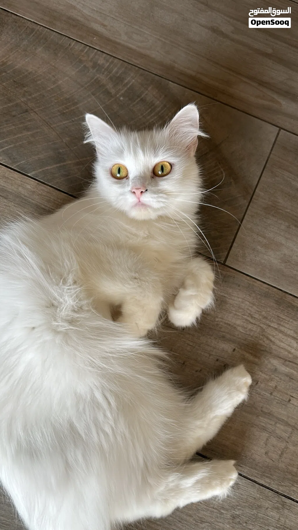 Persian cat