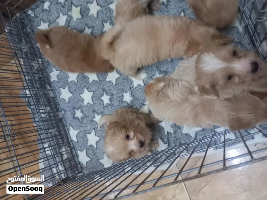 Maltipoo puppy available now