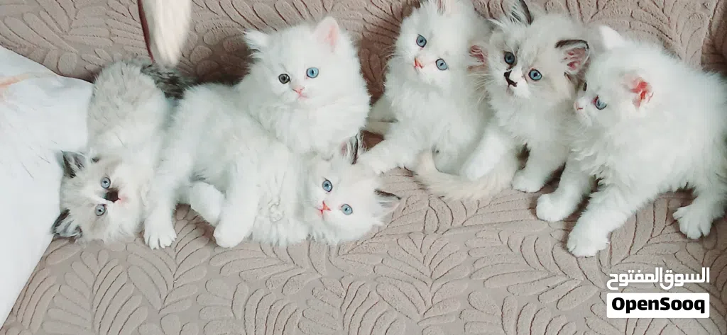 ragadoll bure females & males 45 days used litter box
