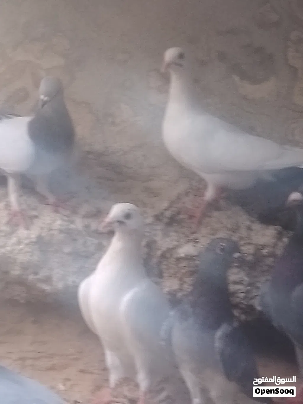 طيور حمام مشكل للبيع