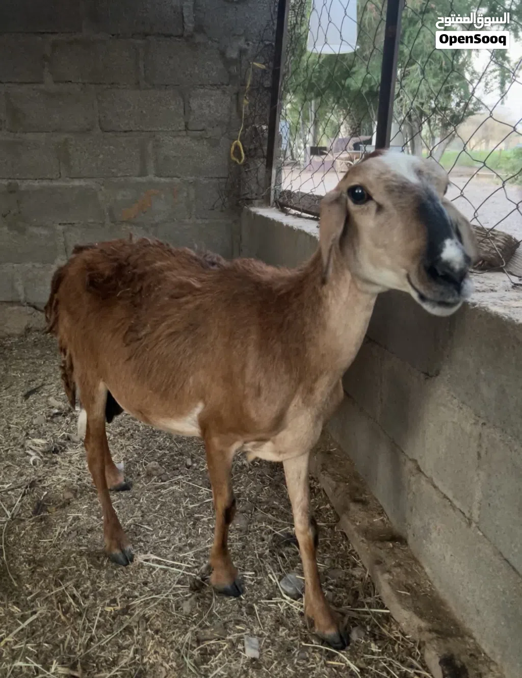 جاعده تهجين سوداني