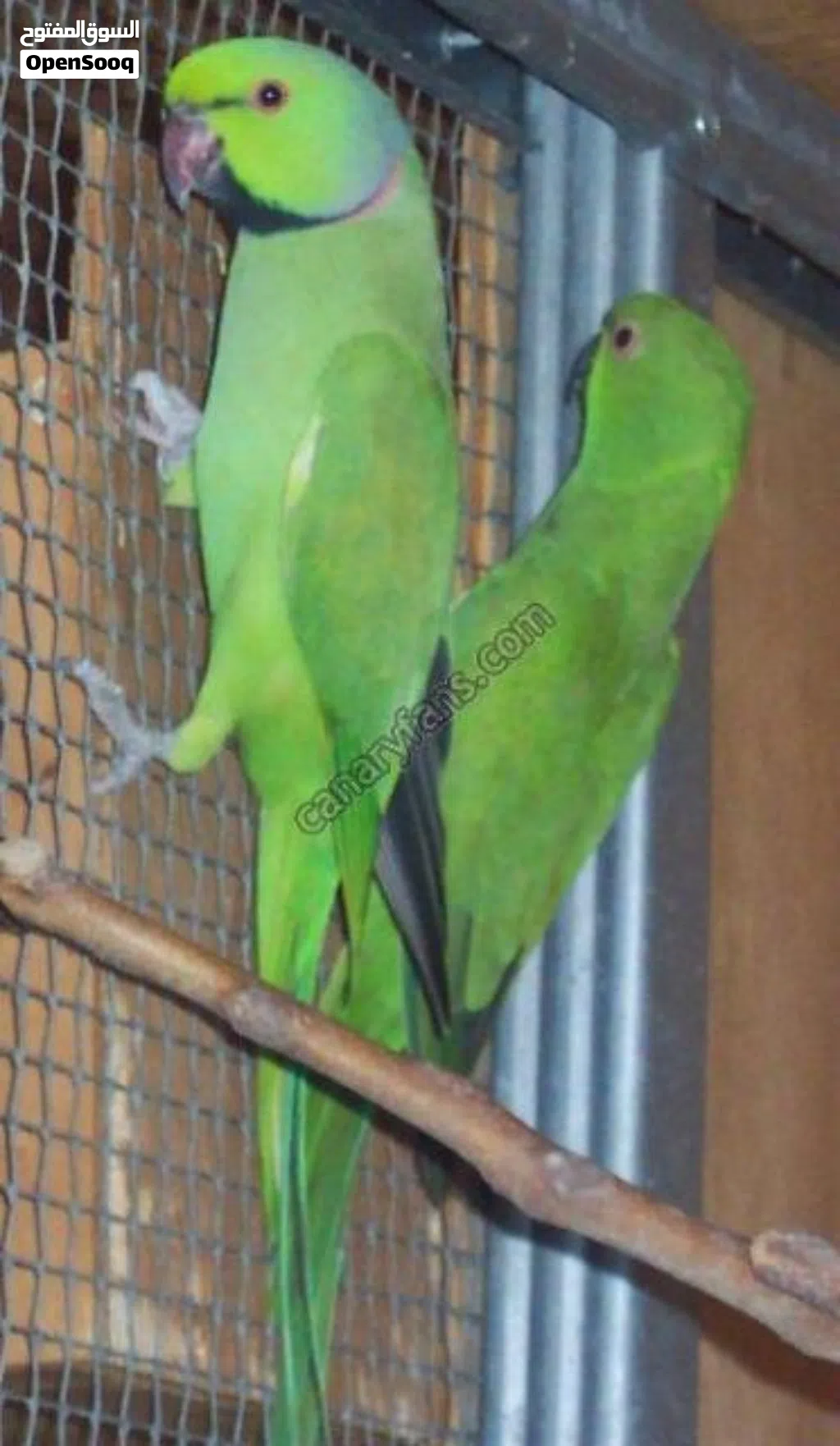 كوبيا الذرة الهندي