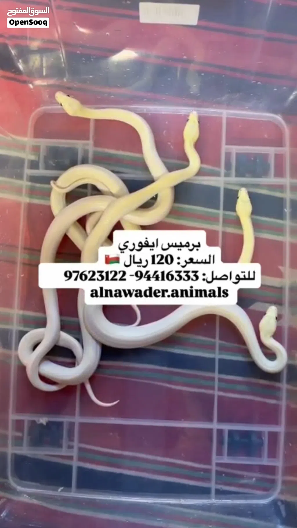 حيوانات للبيع
