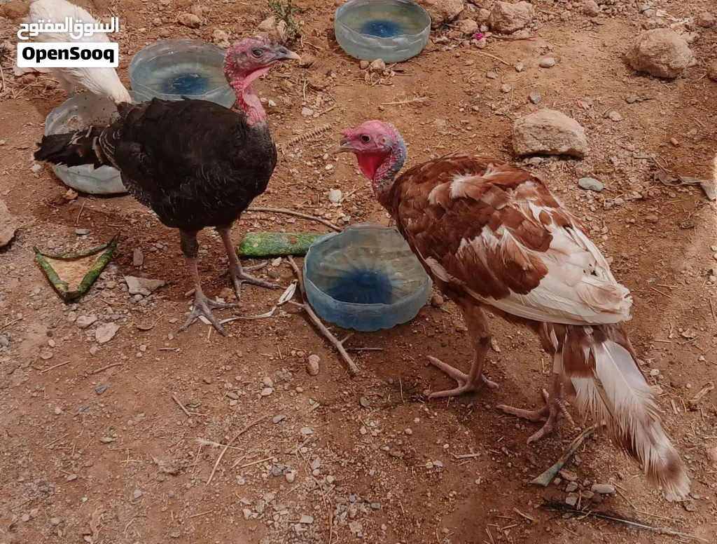 السلام عليكم عندي فسيفس عدد 4 زوج احمر هولندي وزوج تركي اسود للبيع او المراوس