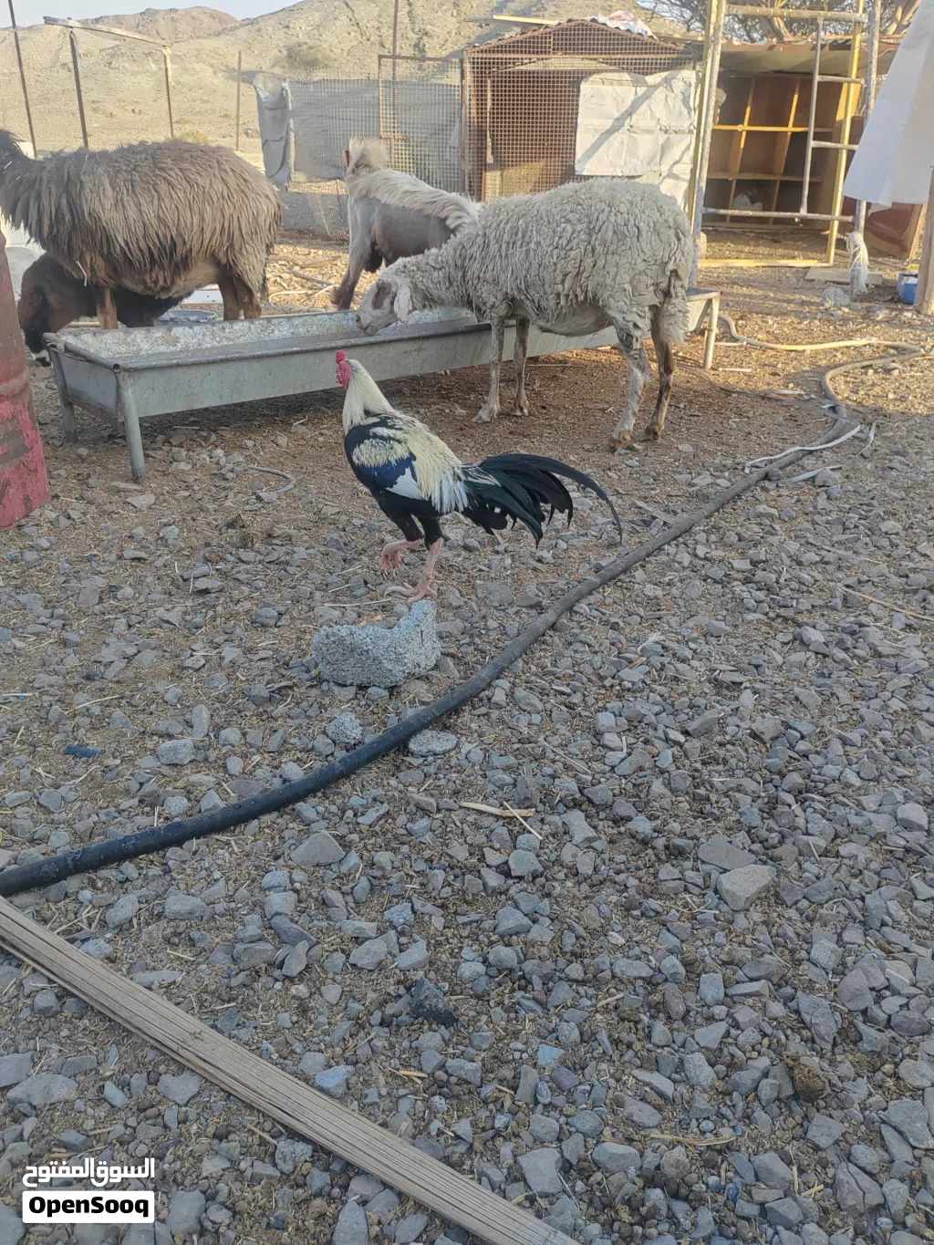 ديك بكستني للبيع