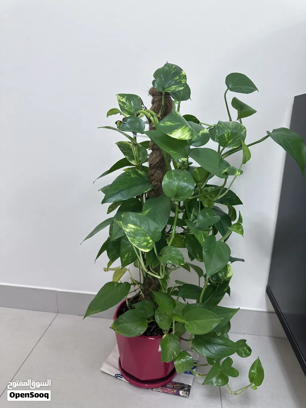 Money plant