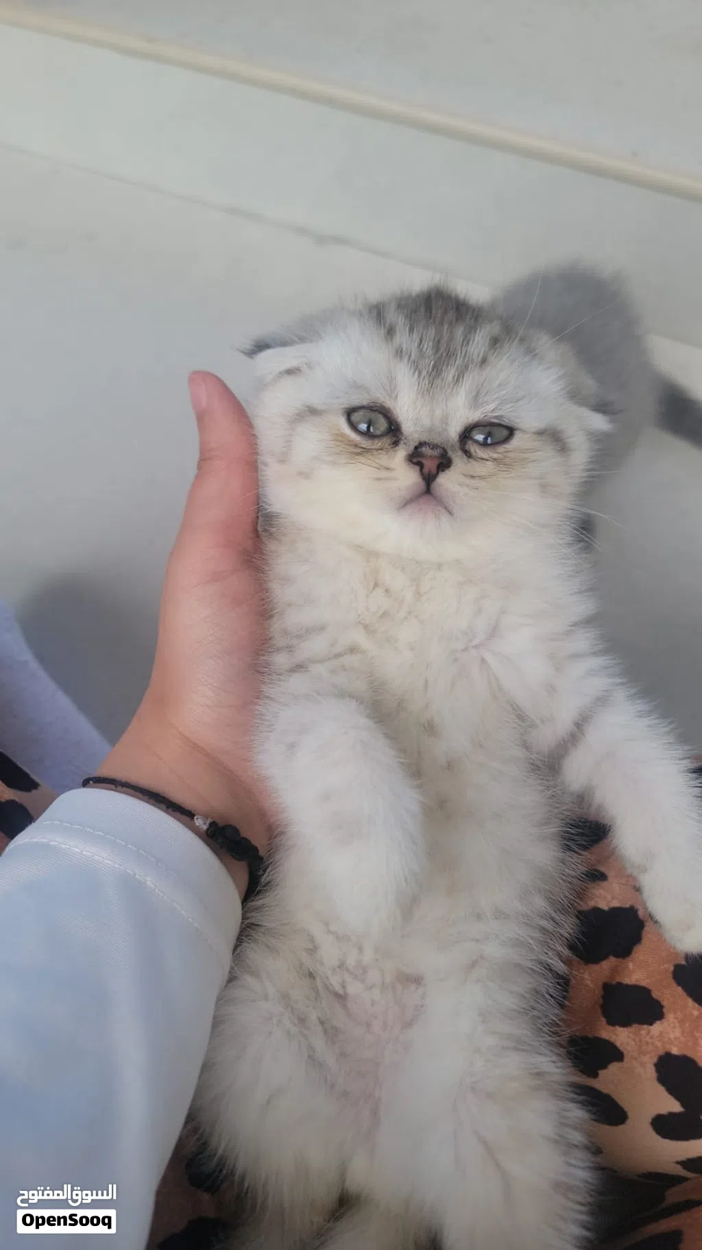 قطط سكوتش فولد
