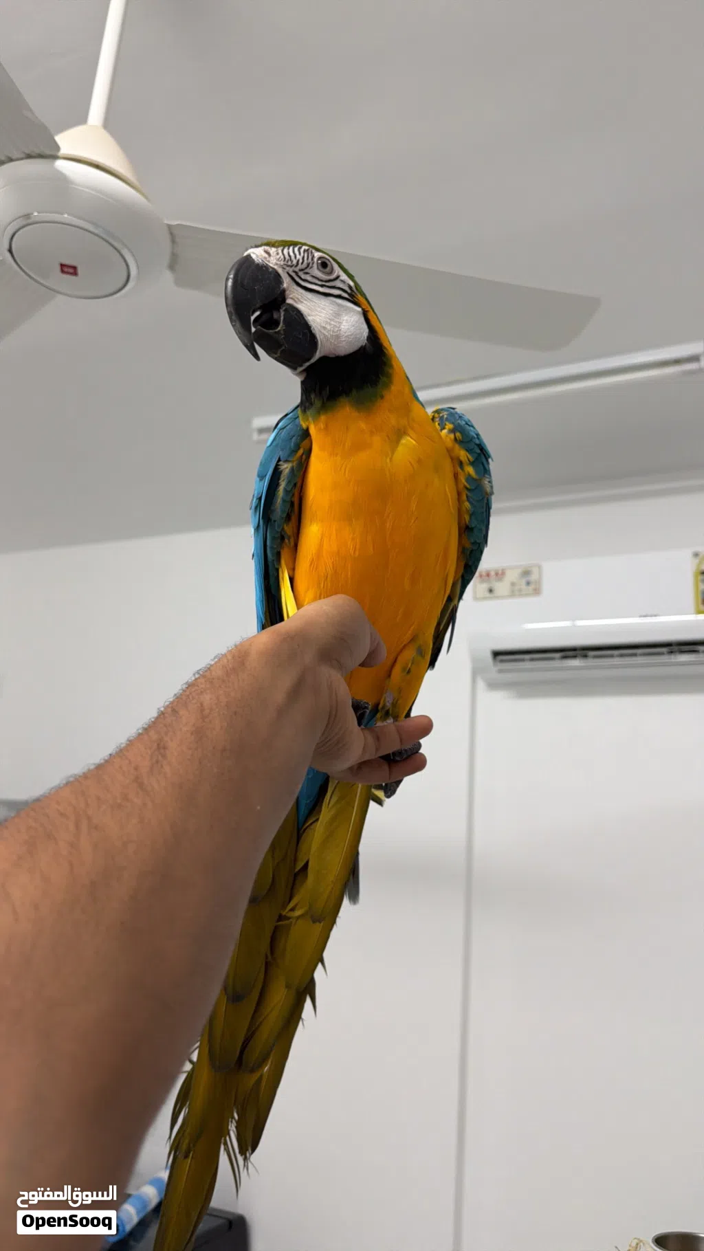 Macow bread very friendly she is her name is abi i have big cage for her also stand