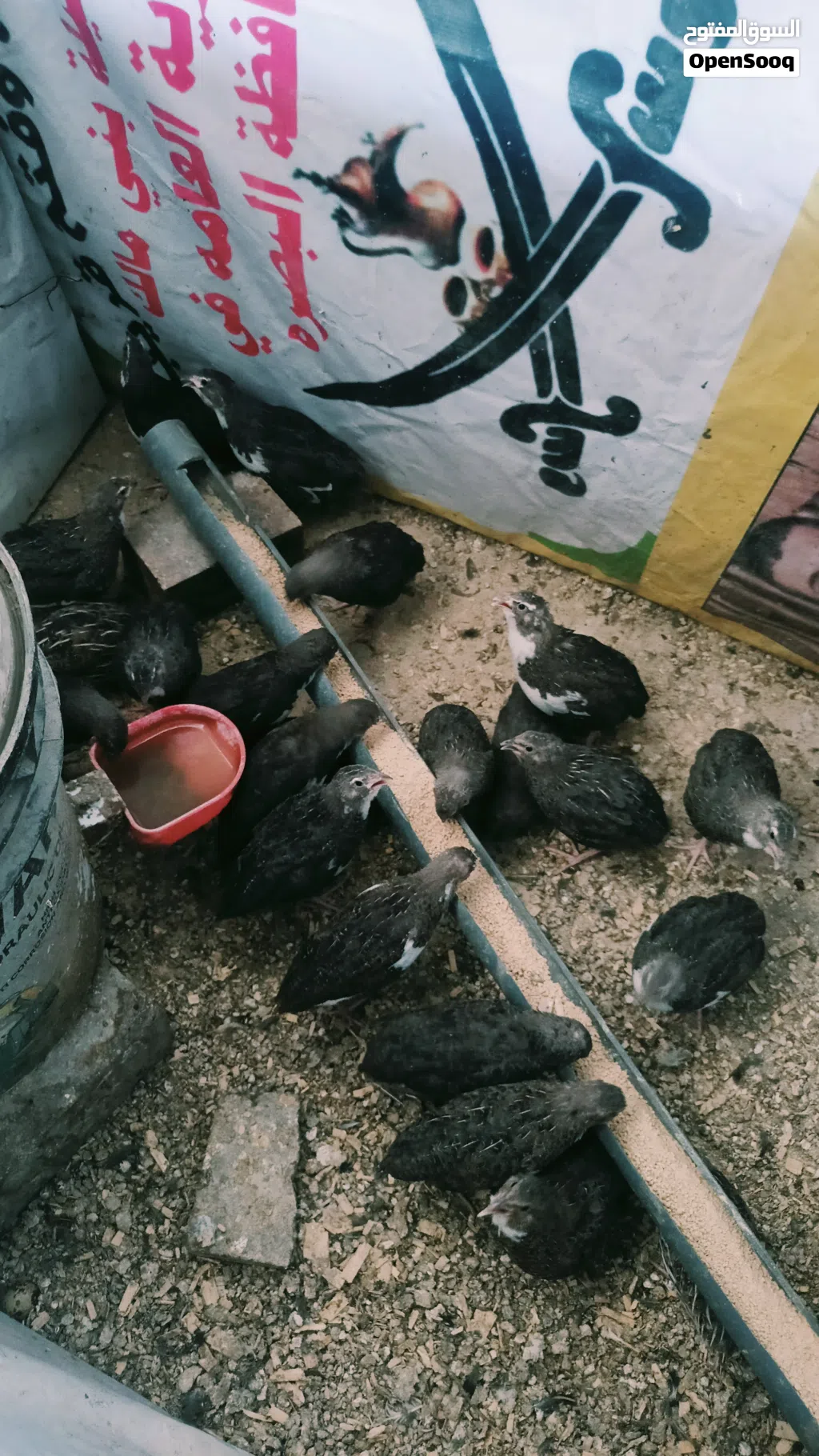سمان توه بدن يبيضن