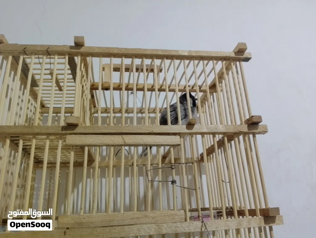 بلبل لبه فحل للبيع