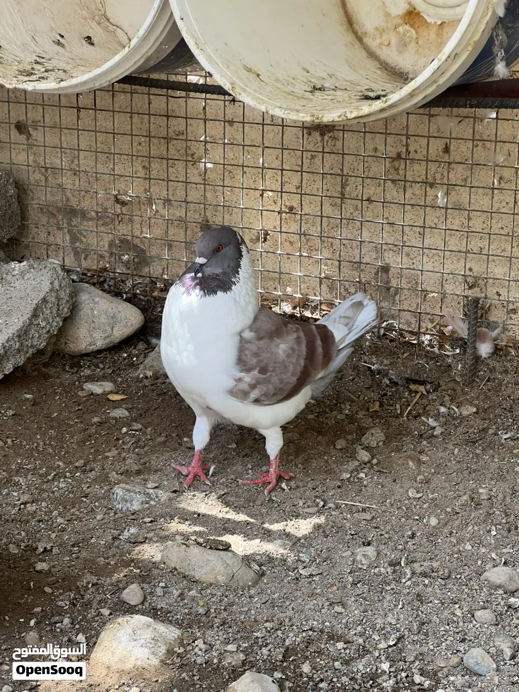 طيور مدينه اوروبي ذكر جاهز لزواج