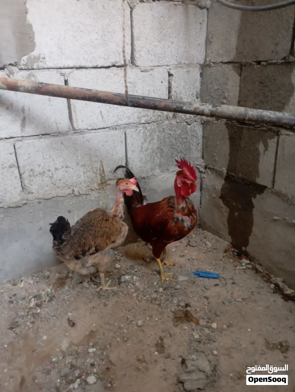 ديج ودجاجه ابو اركيبه البيع40
