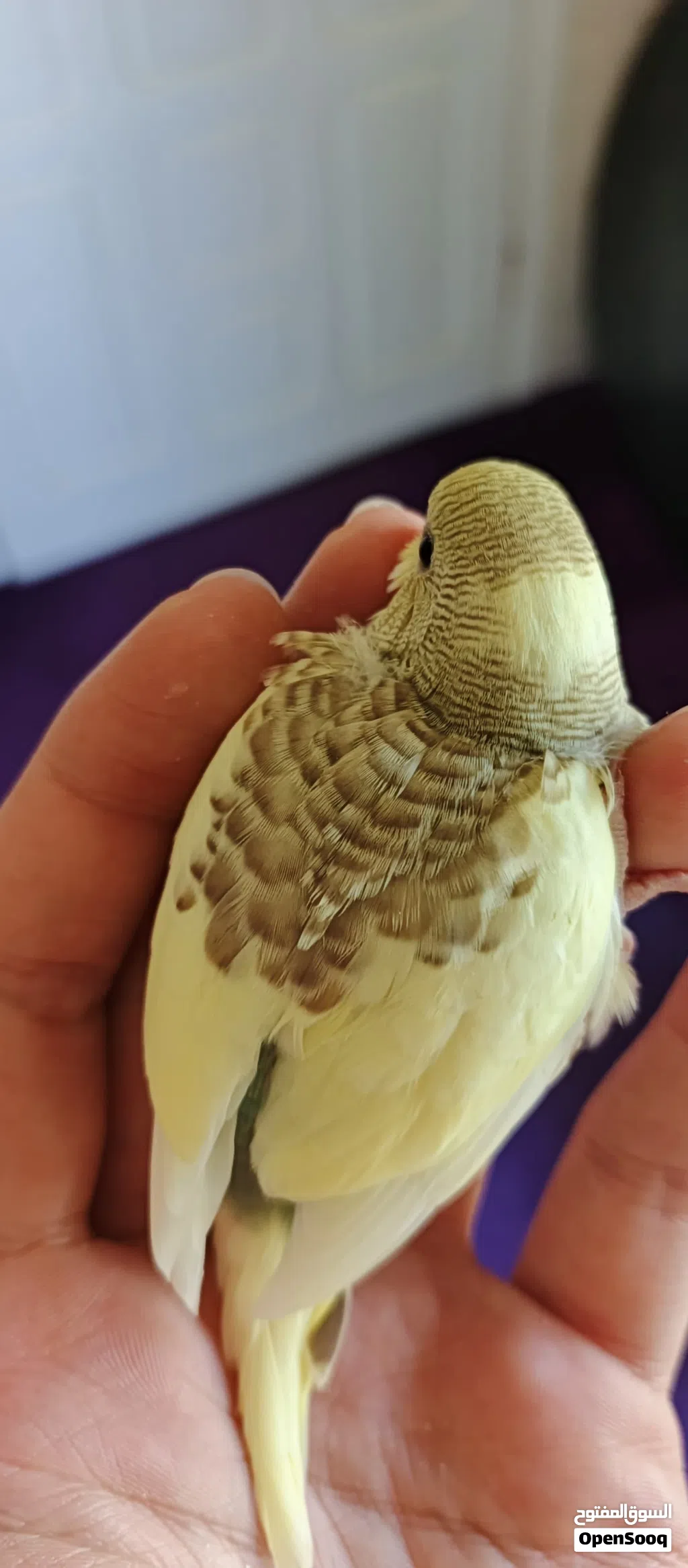 طيور حب زينه