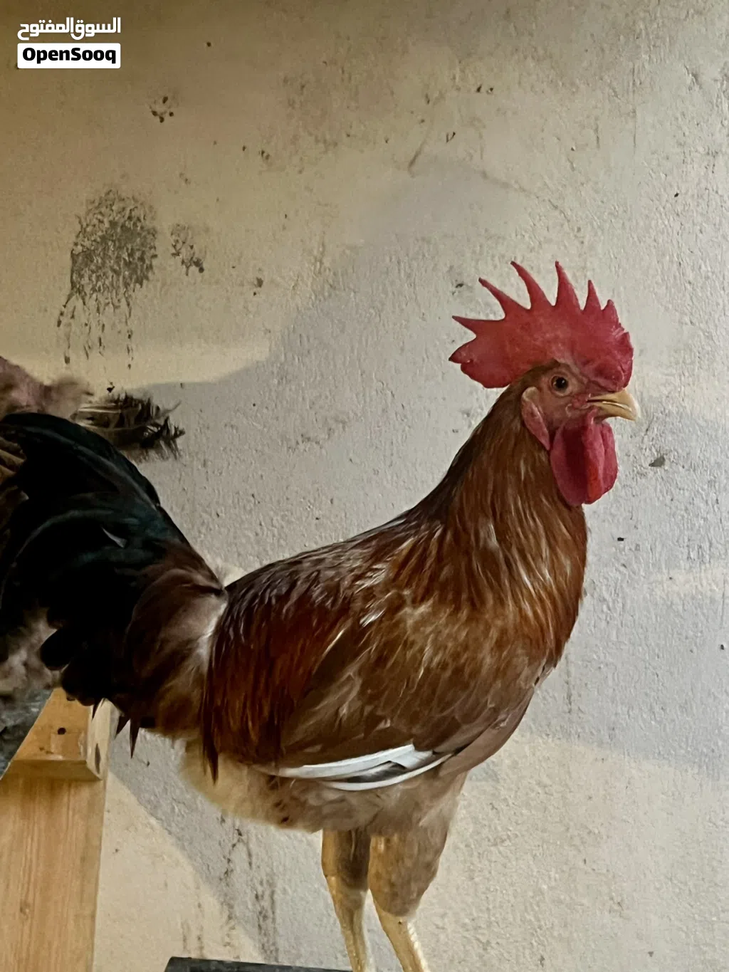 دجاج صوص بيض