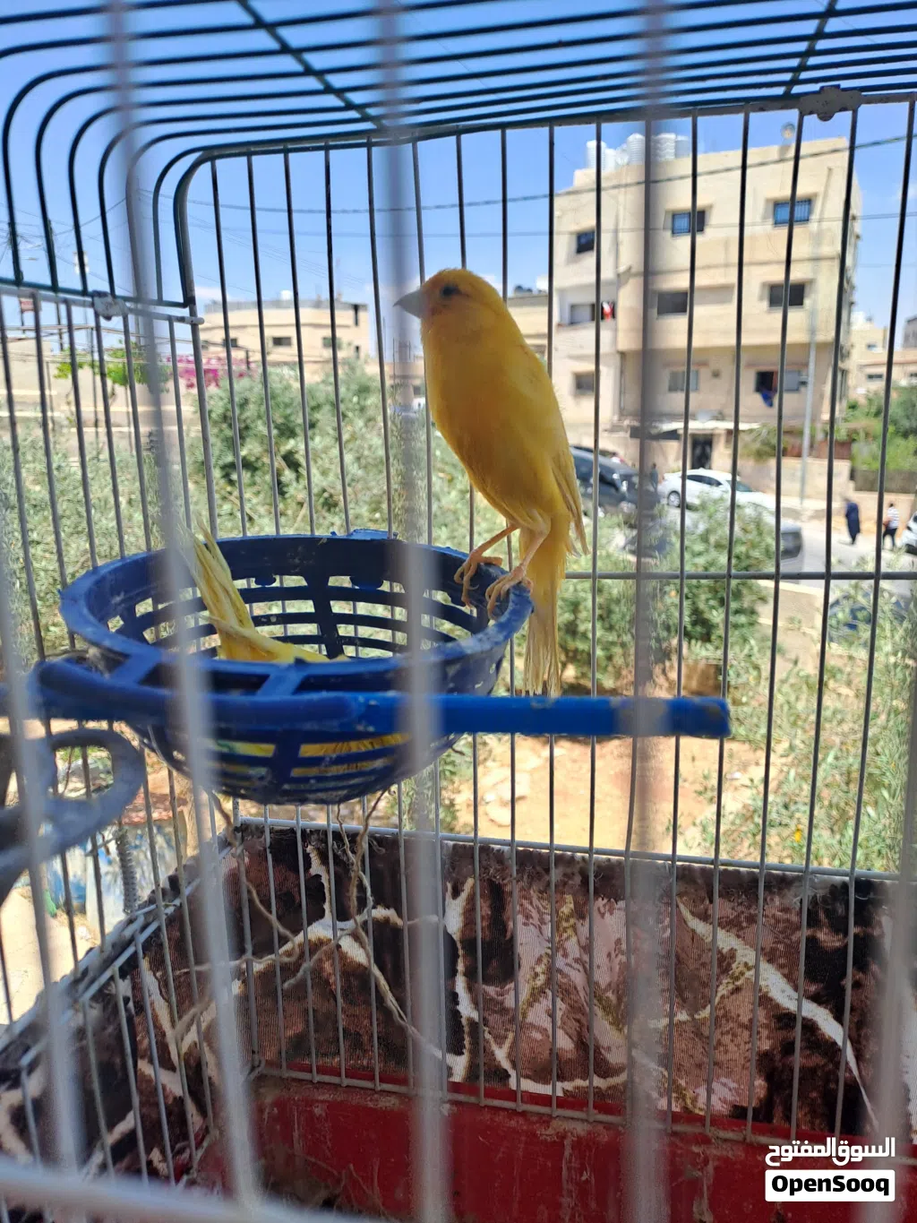 عصافير كناري بناديق