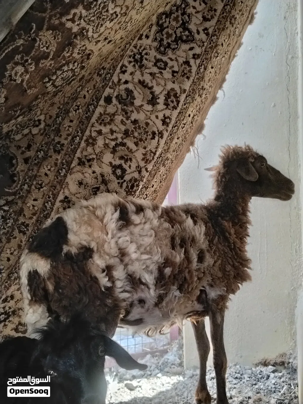 جاعده مكرانيه