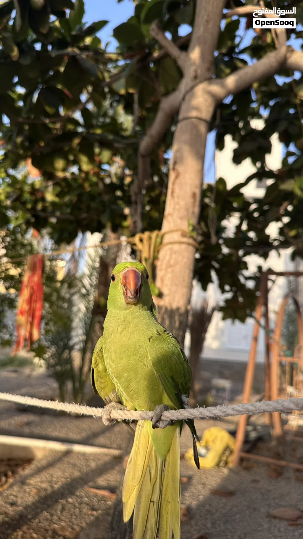 بغبغاء دره اليف جدا