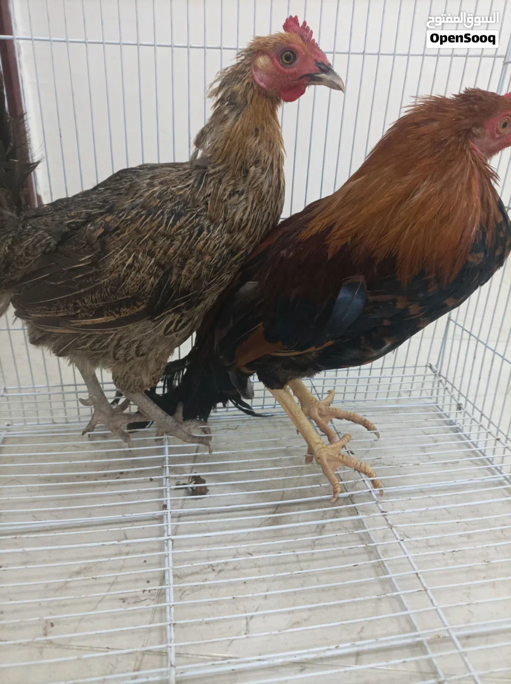 للبيع ديك ودجاجه محلي الموقع صلاله