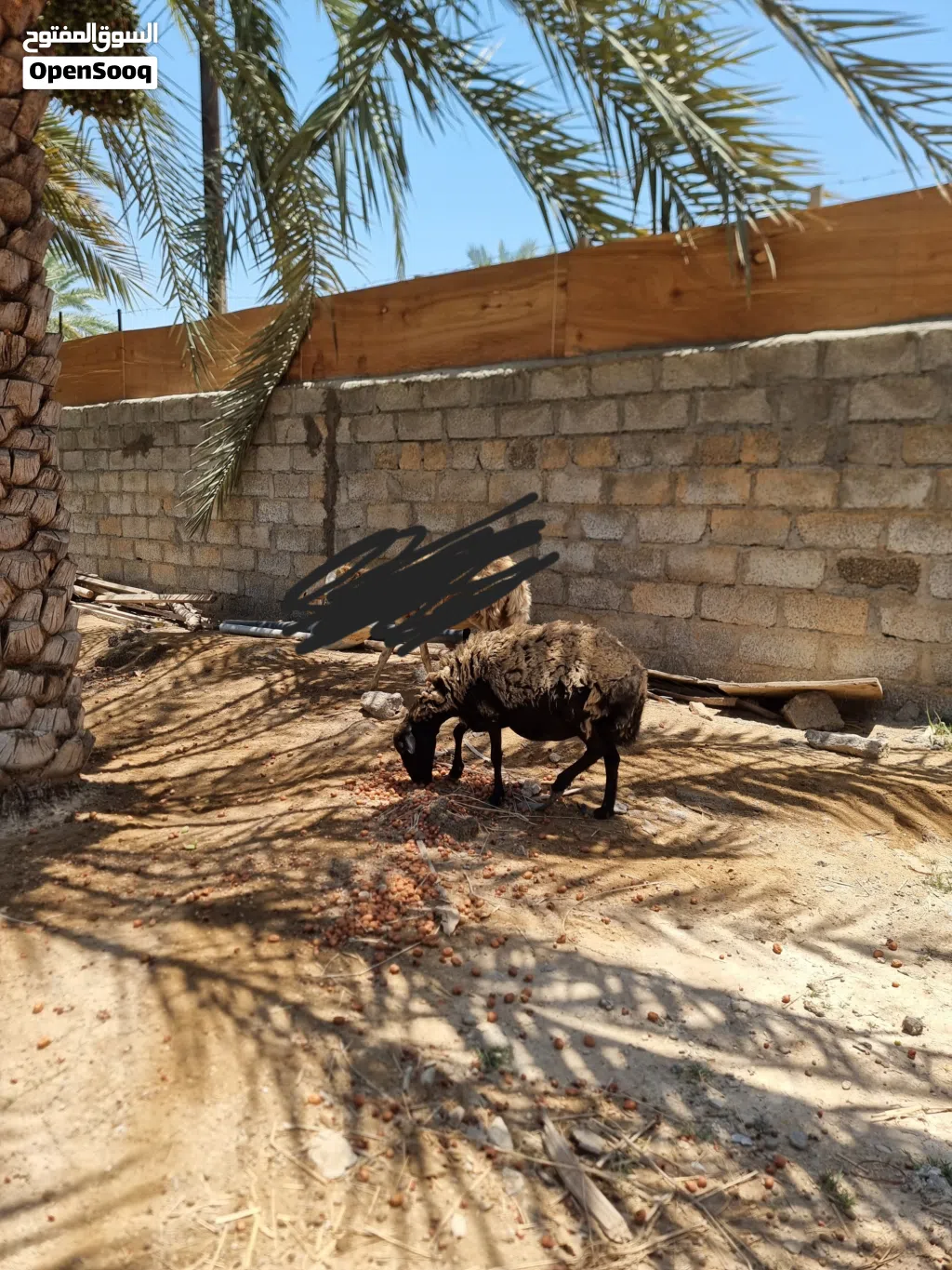 جاعدة يمنيه للبيع عشار