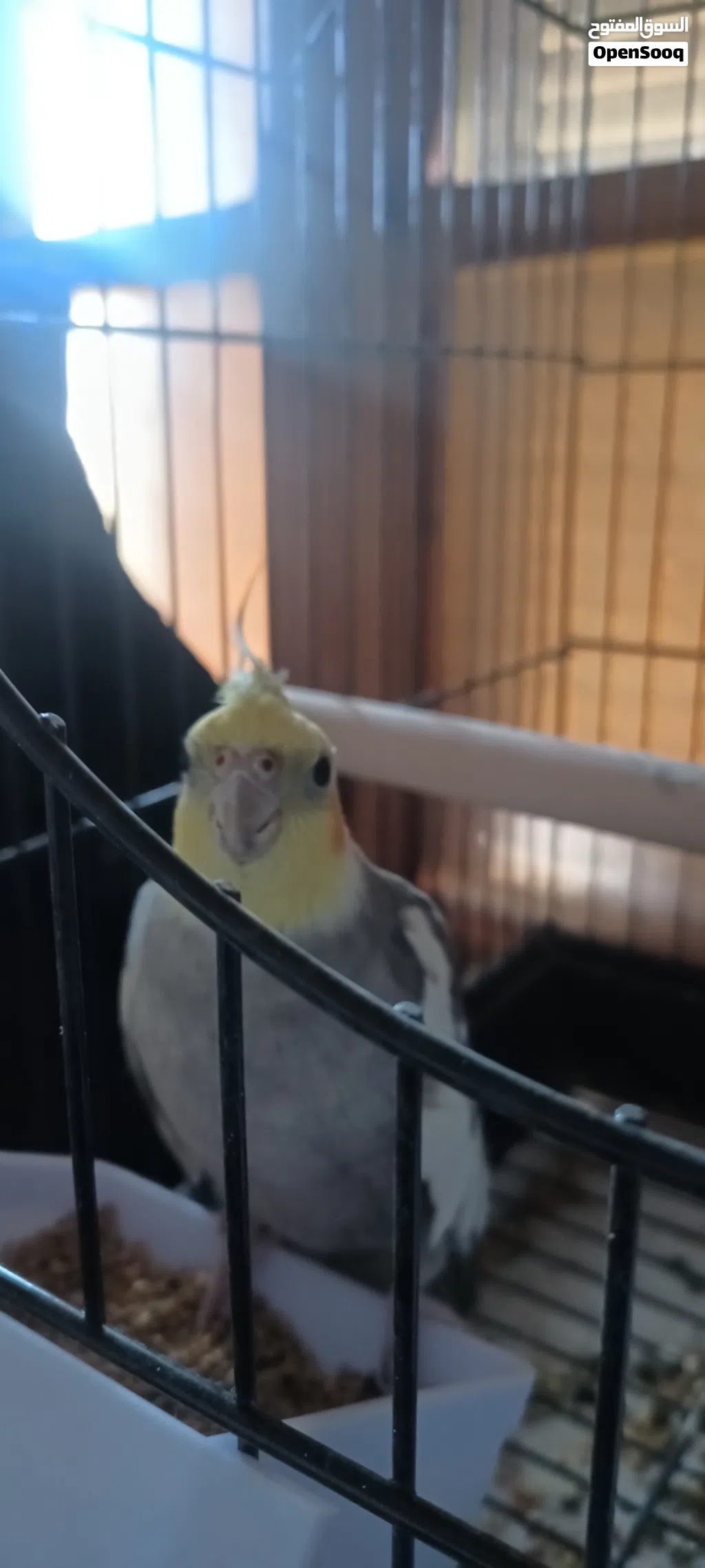 بسم الله عفوره