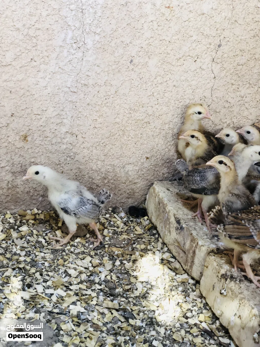 افراخ دجاج كويتي