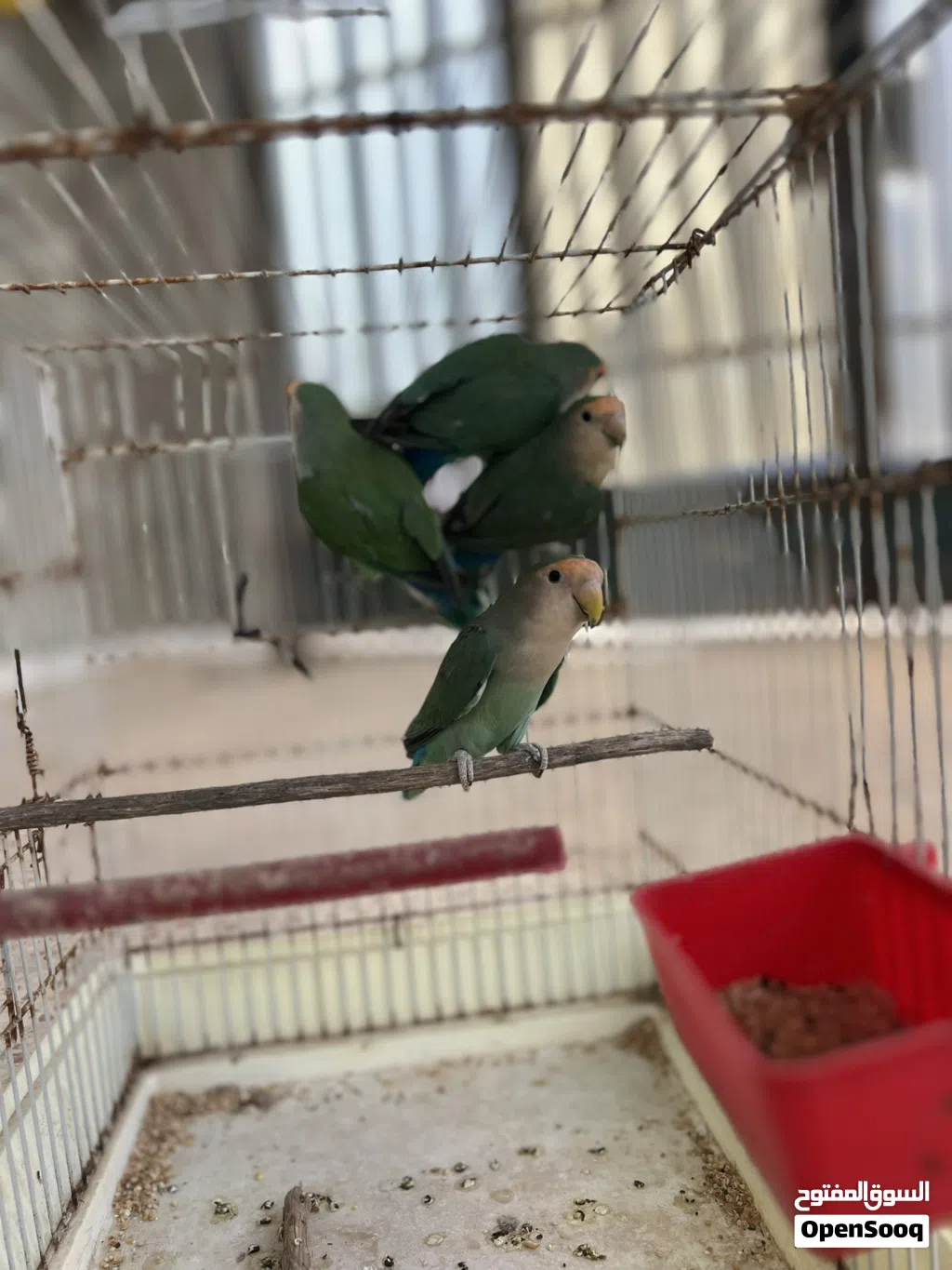 4 كوبيا روز للبيع