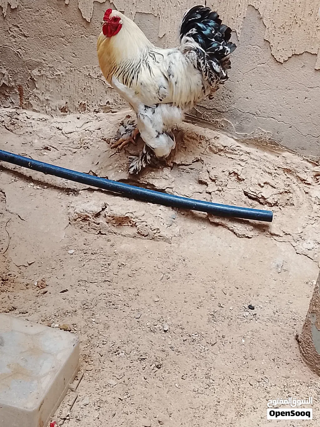 فروج براهما
