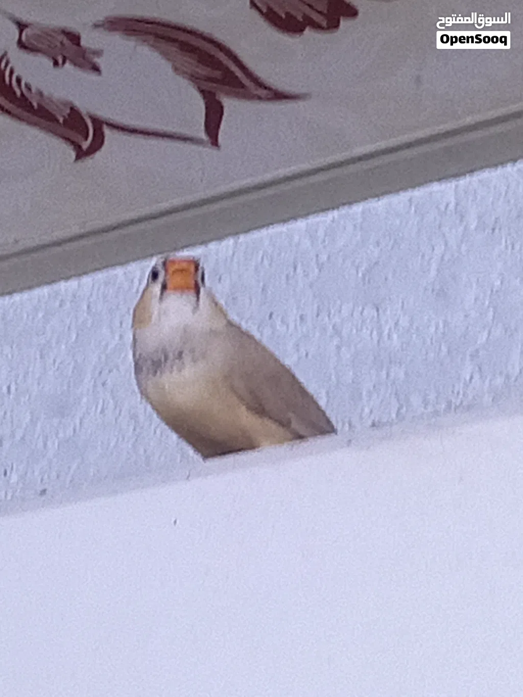 فناجس للبيع