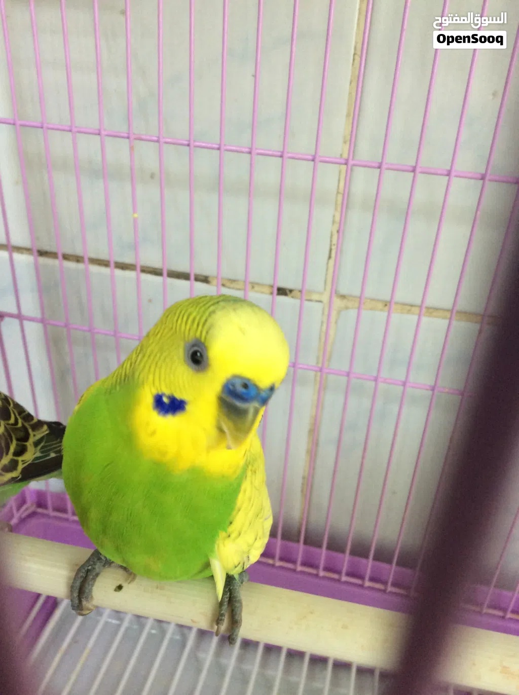 male and female budgie