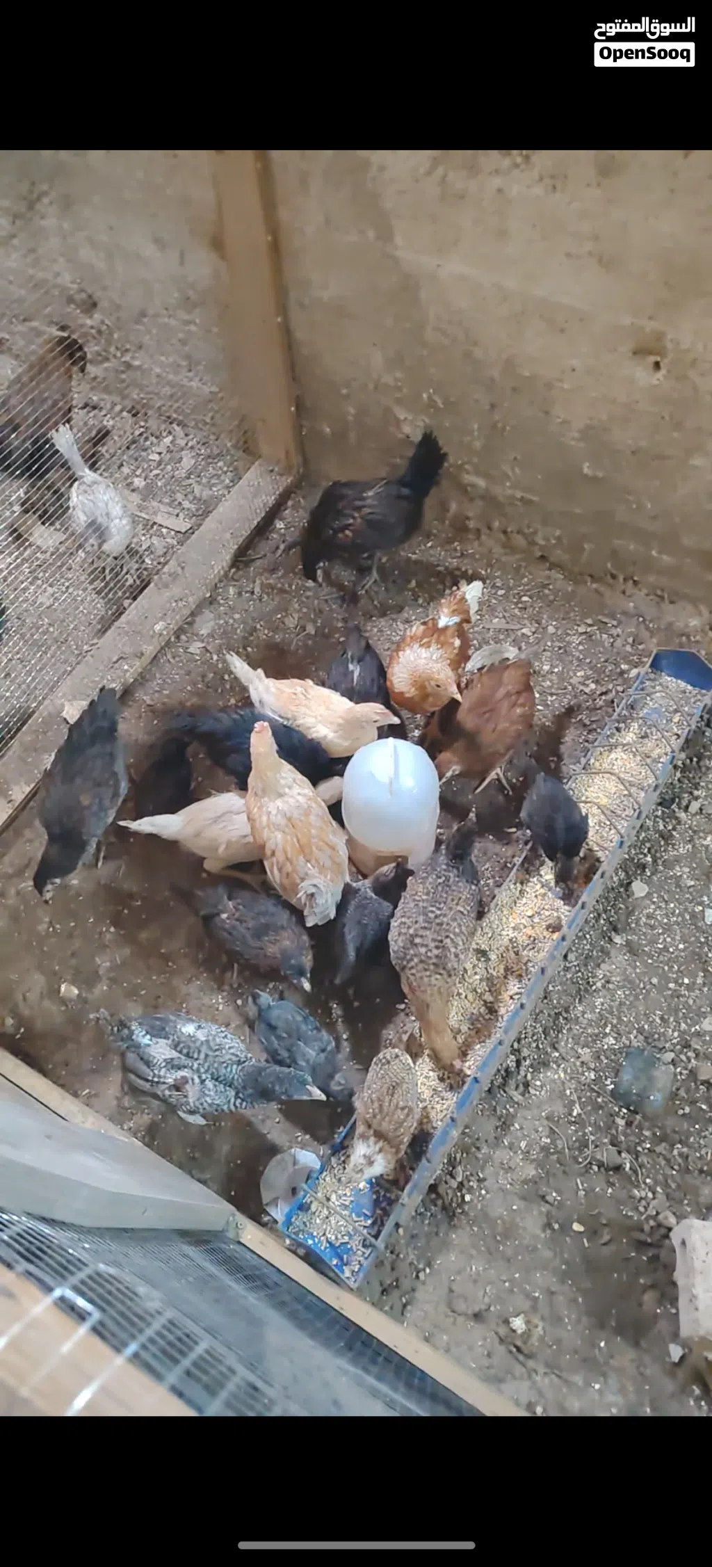 17 جاجه عمر 3 اشهر ونص الى 4 و 7 حبات شهر ونص