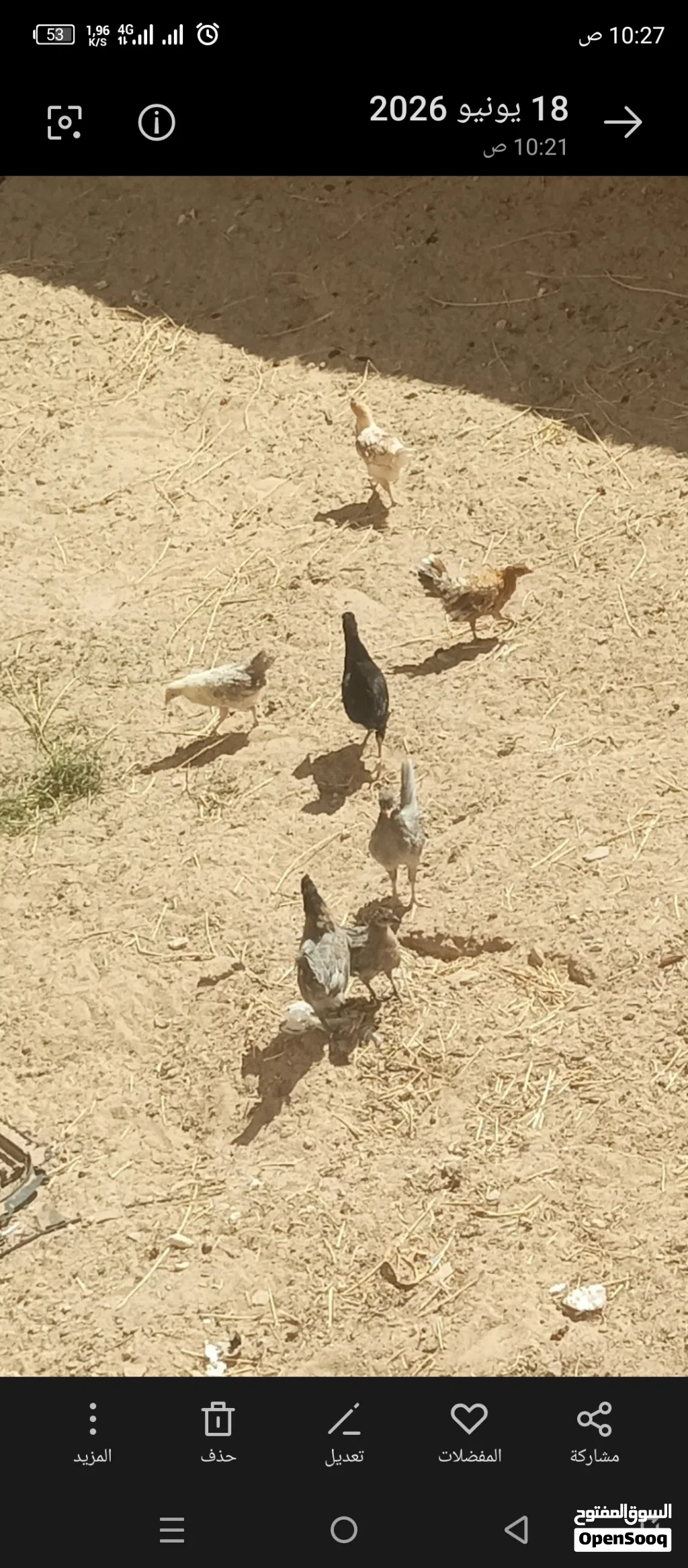 سبعه كتاكيت
