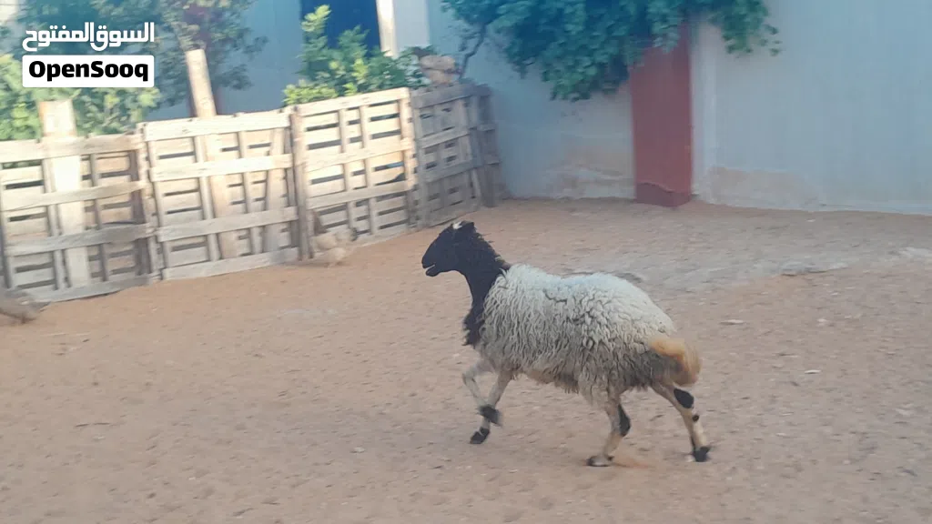 فطيمه وطنيه الله يبارك عمرها ف7شهور سليمه من الامراض متع تربيه مشالله..